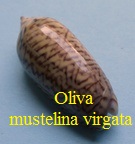 Oliva (Musteloliva) mustelina virgata, Sterba 2005